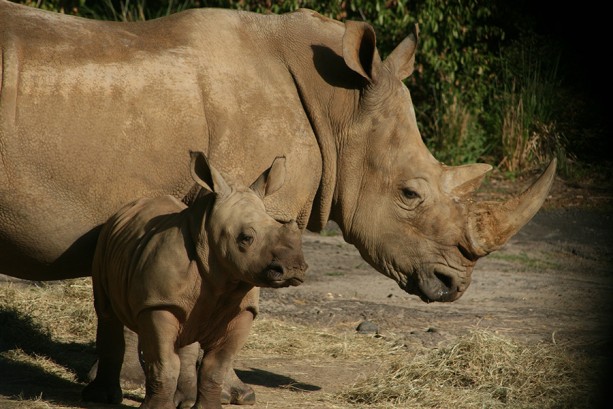 Baby Rhino Kiama Makes Her Debut - Disney's Animal Kingdom